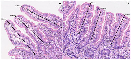 nutrients-18-01172-g002-550.jpg