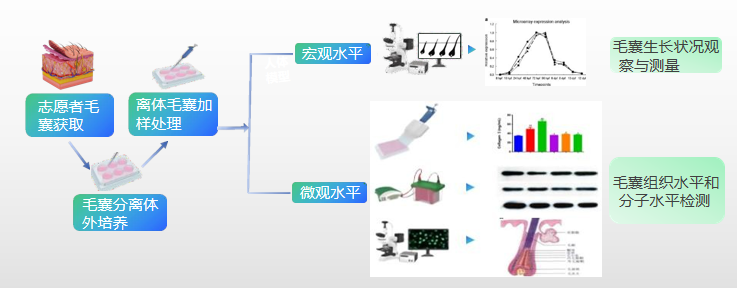离体毛囊实验流程