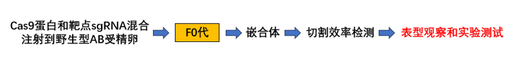 斑马鱼基因敲降流程